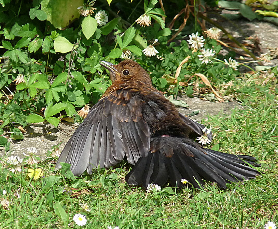 A blackbird sunning ... or is it anting? 
